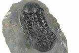 Detailed Austerops Trilobite - Ofaten, Morocco #243874-3